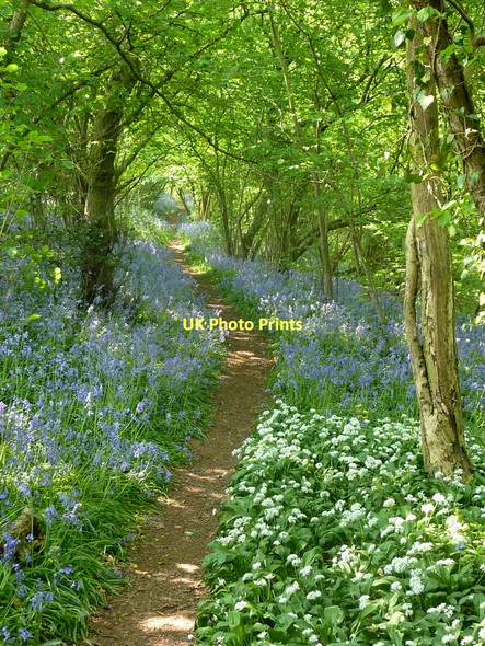 Photo 6"x4" Woodland footpath in springtime, Dumble Wood Church End\/SP2490 c2011