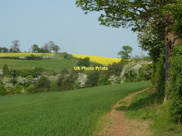 Photo 6"x4" Field edge near Hill Farm Maxstoke c2011