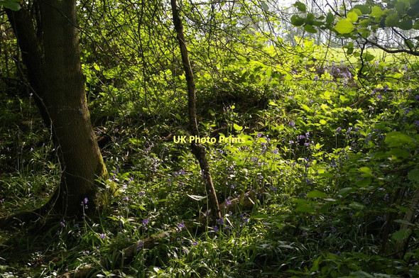 Photo 6"x4" Bluebells south of Ightham Mote Ivy Hatch c2011