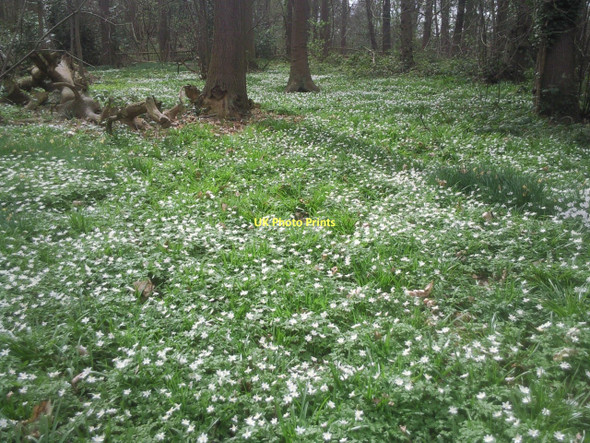 Photo 6"x4" Wood anemones in Lesnes Abbey Woods Abbey Wood\/TQ4678 c2011