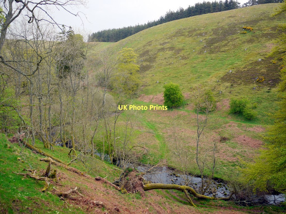 Photo 6"x4" Spartley Burn above Hazeltonrig Alnham c2011