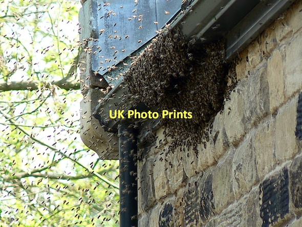 Photo 6"x4" Kirkthorpe Conservation Village, bees nest Normanton\/SE3822 c2011