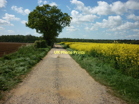 Photo 6"x4" A track leading to Houghton Moor wood North Newbald c2011