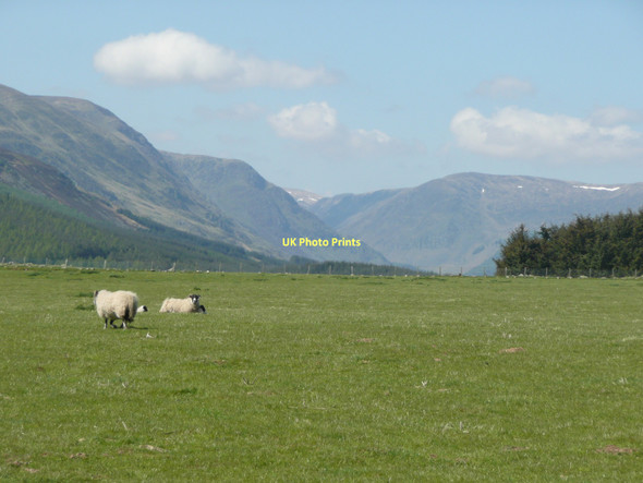 Photo 6"x4" Sheep on pasture near Rottal Rottal c2011