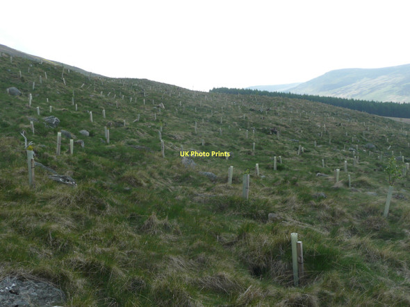 Photo 6"x4" Forest planting with mixed broadleafed trees Rottal c2011