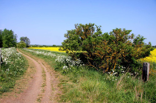 Photo 6"x4" Bridleway to Marsh Baldon Berinsfield c2011