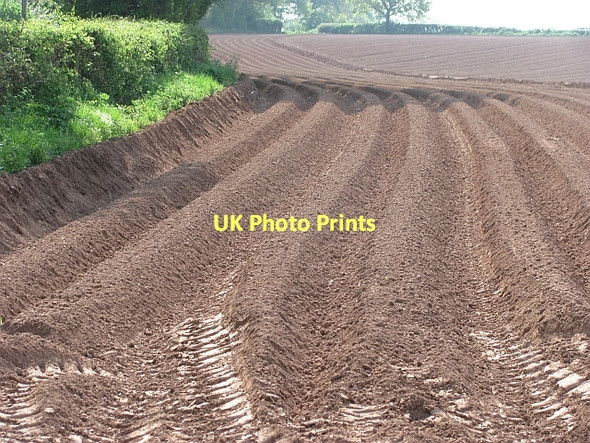 Photo 6"x4" Potato field Leominster c2011