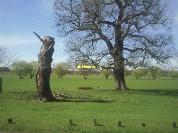 Photo 6"x4" Tree 'sculpture' in Richmond Park Putney c2011