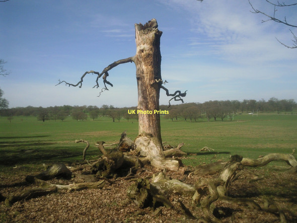 Photo 6"x4" Lord of the Rings in Richmond Park Richmond\/TQ1874 c2011