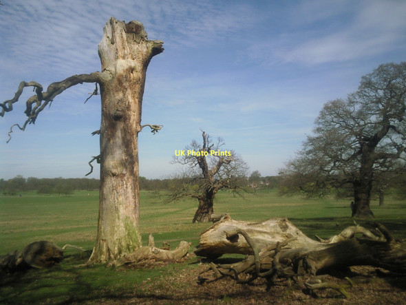 Photo 6"x4" Tree remains in Richmond Park Richmond\/TQ1874 c2011