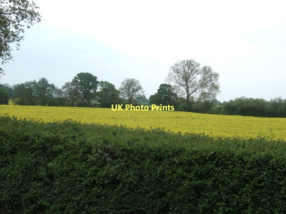 Photo 6"x4" Field of rape by Oil Mill Lane Clyst St Mary c2011