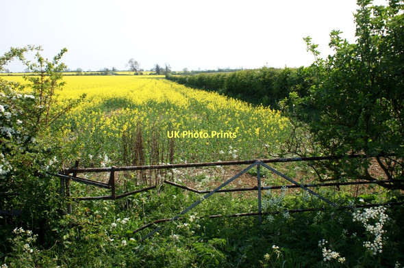 Photo 6"x4" Field gate near Oasby Heydour c2011