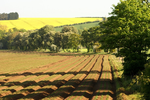 Photo 6"x4" Field of potatoes, West Willoughby West Willoughby c2011