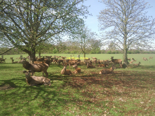 Photo 6"x4" Deer in Richmond Park Richmond\/TQ1874 c2011