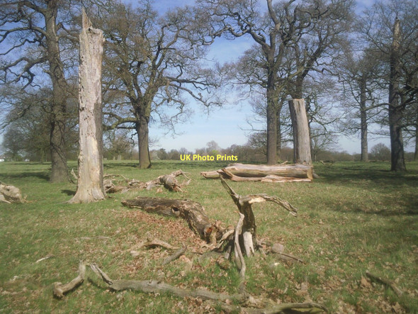 Photo 6"x4" Dead wood in Sheen Cross Wood Richmond\/TQ1874 c2011