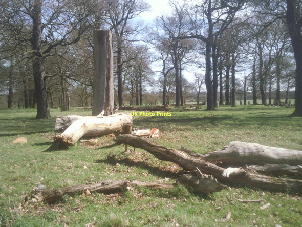 Photo 6"x4" Dead wood habitat in Sheen Cross Wood Richmond\/TQ1874 c2011