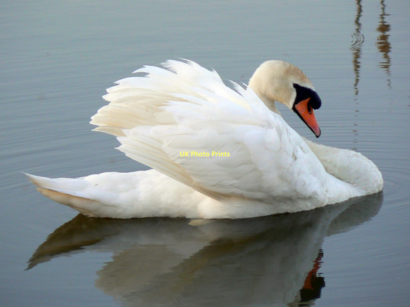 Photo 6"x4" Mute swan cob, near Calcutt Cricklade c2011