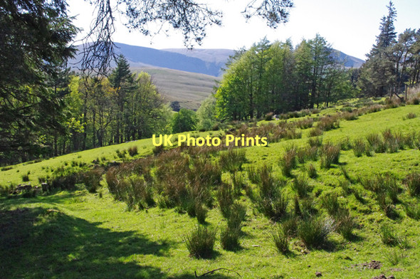 Photo 6"x4" Rough grazing near Needle House Fell End\/SD7298 c2011