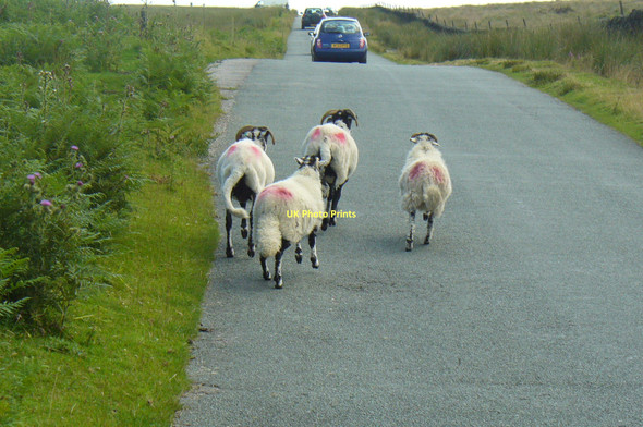 Photo 6"x4" Sheep in the Lane Hathersage c2009