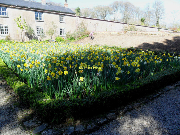 Photo 6"x4" Daffodils at Trengwainton Gardens, Cornwall Penzance c2011