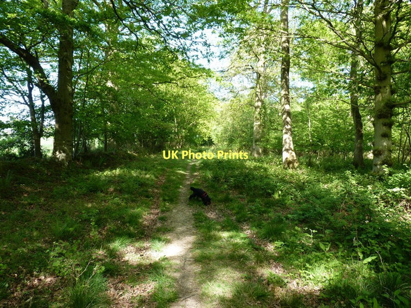 Photo 6"x4" Footpath in Bannister's Coppice Homer\/SJ6101 c2011