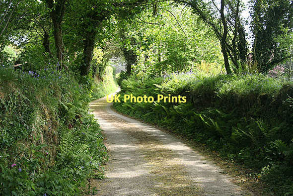 Photo 6"x4" Blisland: approaching Durfold Blisland c2011