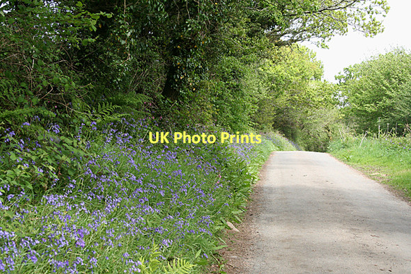 Photo 6"x4" Blisland: lane to Metherin Blisland c2011