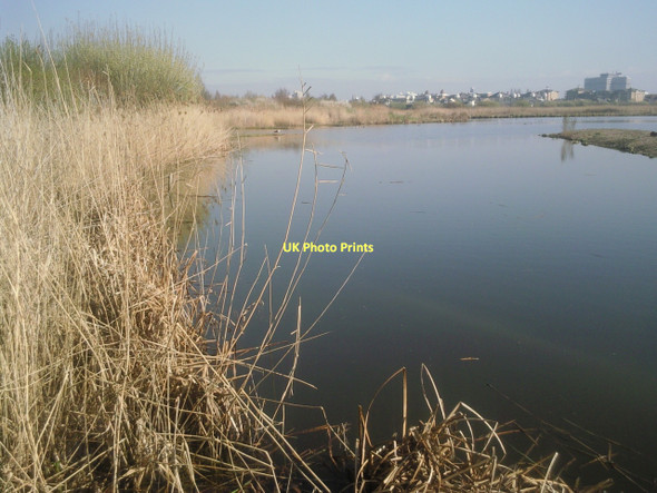 Photo 6"x4" Early morning at the London Wetland Centre Barnes c2011