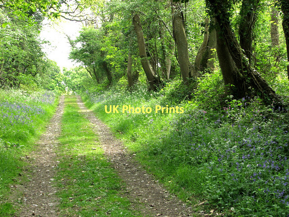Photo 6"x4" Bluebells and cow parsley beside the path to Hempstead Holt\/TG0838 c2011