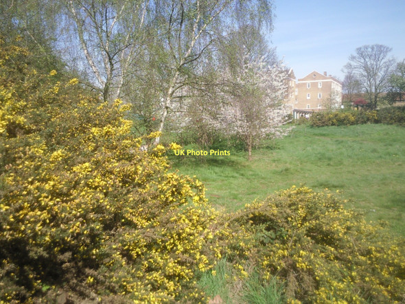 Photo 6"x4" Gorse in Vanbrugh Pits, Blackheath Greenwich\/TQ3977 c2011