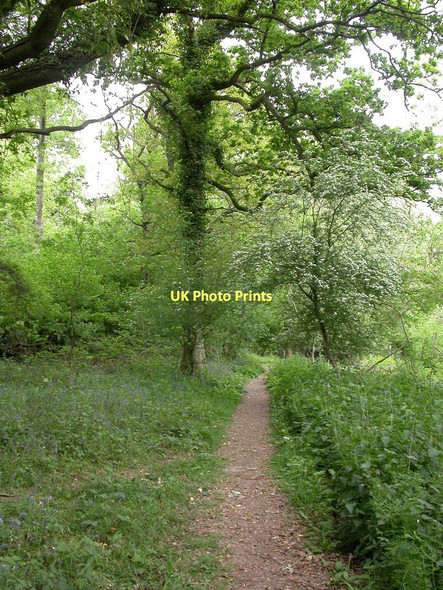 Photo 6"x4" Garston Wood, path Deanland c2011