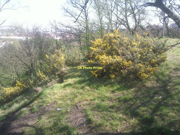 Photo 6"x4" Gorse on top of the ridge above Gilbert's Pit Greenwich\/TQ3977 c2011