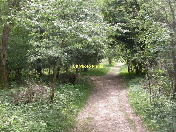 Photo 6"x4" Garston Wood, track junction Deanland c2011
