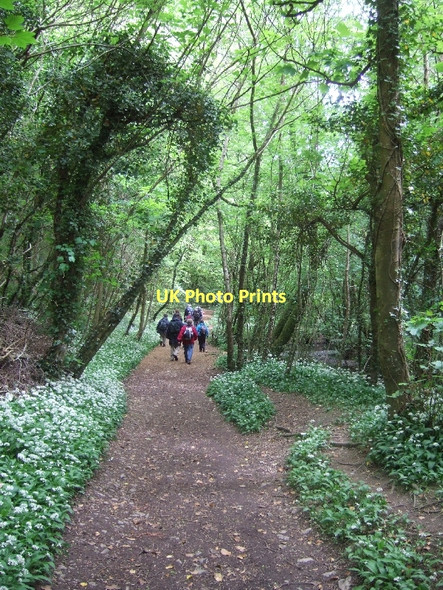 Photo 6"x4" Path in Broadridge Wood East Ogwell c2011