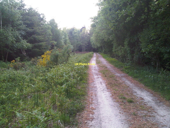 Photo 6"x4" Middle Common Wood Bagmore\/SU6644 c2011