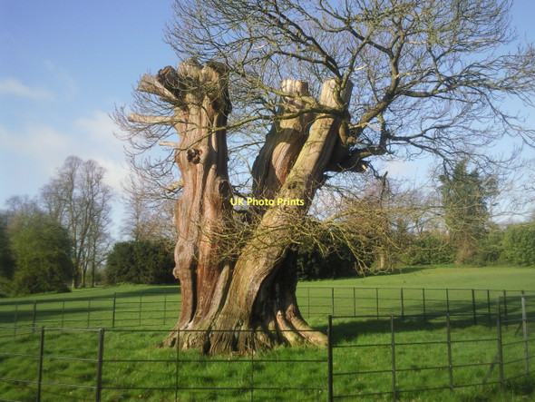 Photo 6"x4" Veteran tree at Foots Cray Meadows Foots Cray c2011