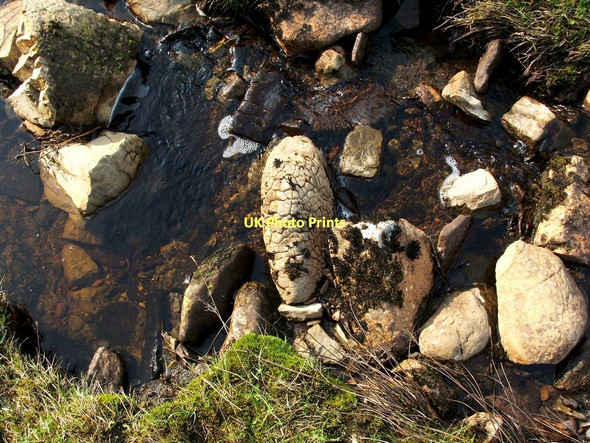 Photo 6"x4" Cementstone nodules in the Spouts Burn Bonhill c2011