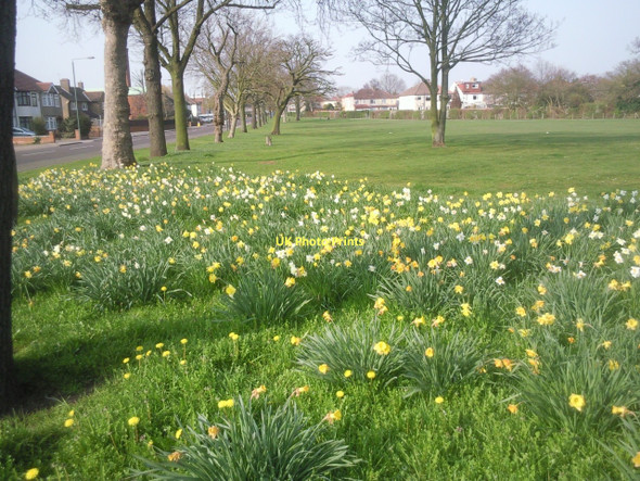 Photo 6"x4" Daffodil display on Shoulder of Mutton Green Bexley c2011