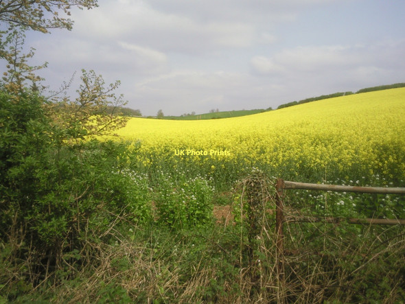 Photo 6"x4" Field of oil seed rape seen from the former Hereward Way Upton\/TF1000 c2011