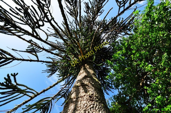 Photo 6"x4" Monkey Puzzle tree Garrachan c2009