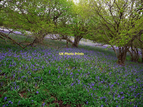 Photo 6"x4" A carpet of bluebells in Swindale Wood Helbeck c2011