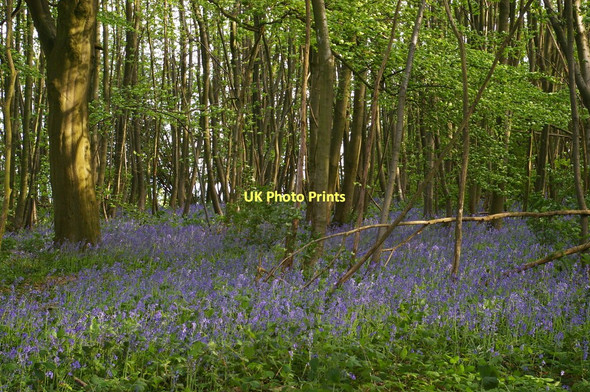 Photo 6"x4" Bluebells, High Beeches Plaxtol c2011