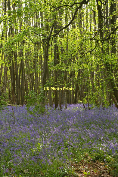 Photo 6"x4" Bluebells, High Beeches Plaxtol c2011