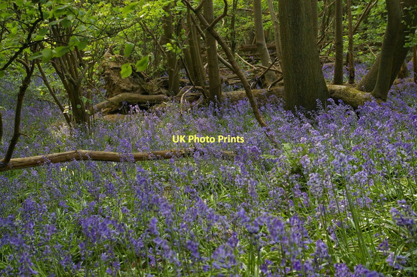 Photo 6"x4" Bluebells, High Beeches Plaxtol c2011