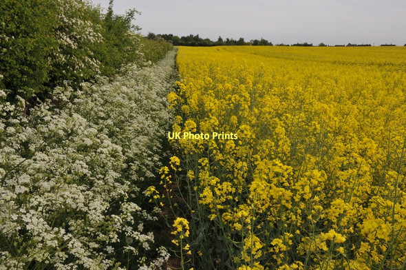Photo 6"x4" Oilseed rape and cow parsley High Green\/SO8745 c2011
