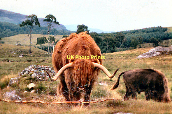 Photo 6"x4" Kingussie Wildlife Park Balavil\/NH7902 c1978