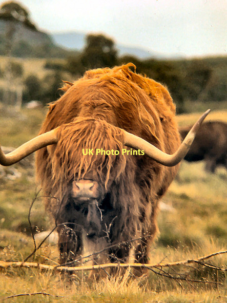 Photo 6"x4" Highland Cattle at Kingussie Wildlife Park Balavil\/NH7902 c1978