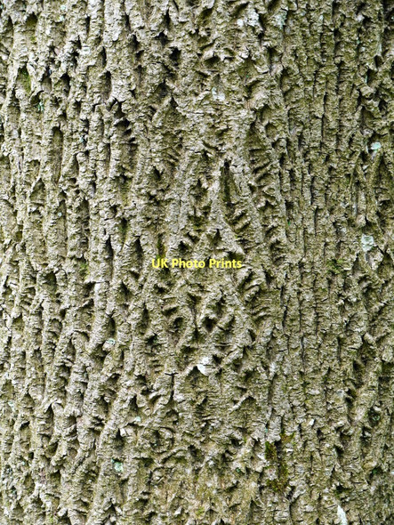 Photo 6"x4" Ash tree bole, Swindale Beck Helbeck c2011