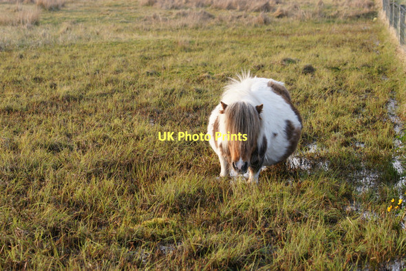 Photo 6"x4" Shetland pony grazing in a mire, Northdale Bothen c2011