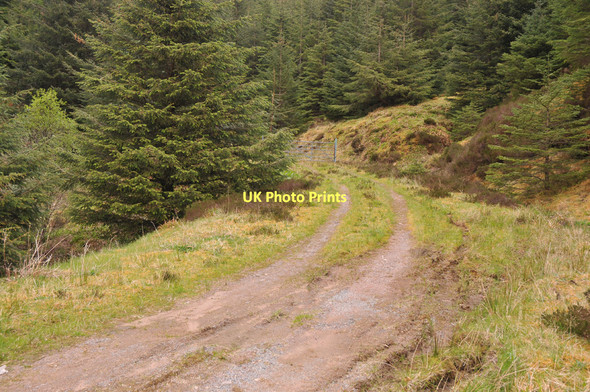 Photo 6"x4" Forest road in Ratagan Forest Ratagan c2011